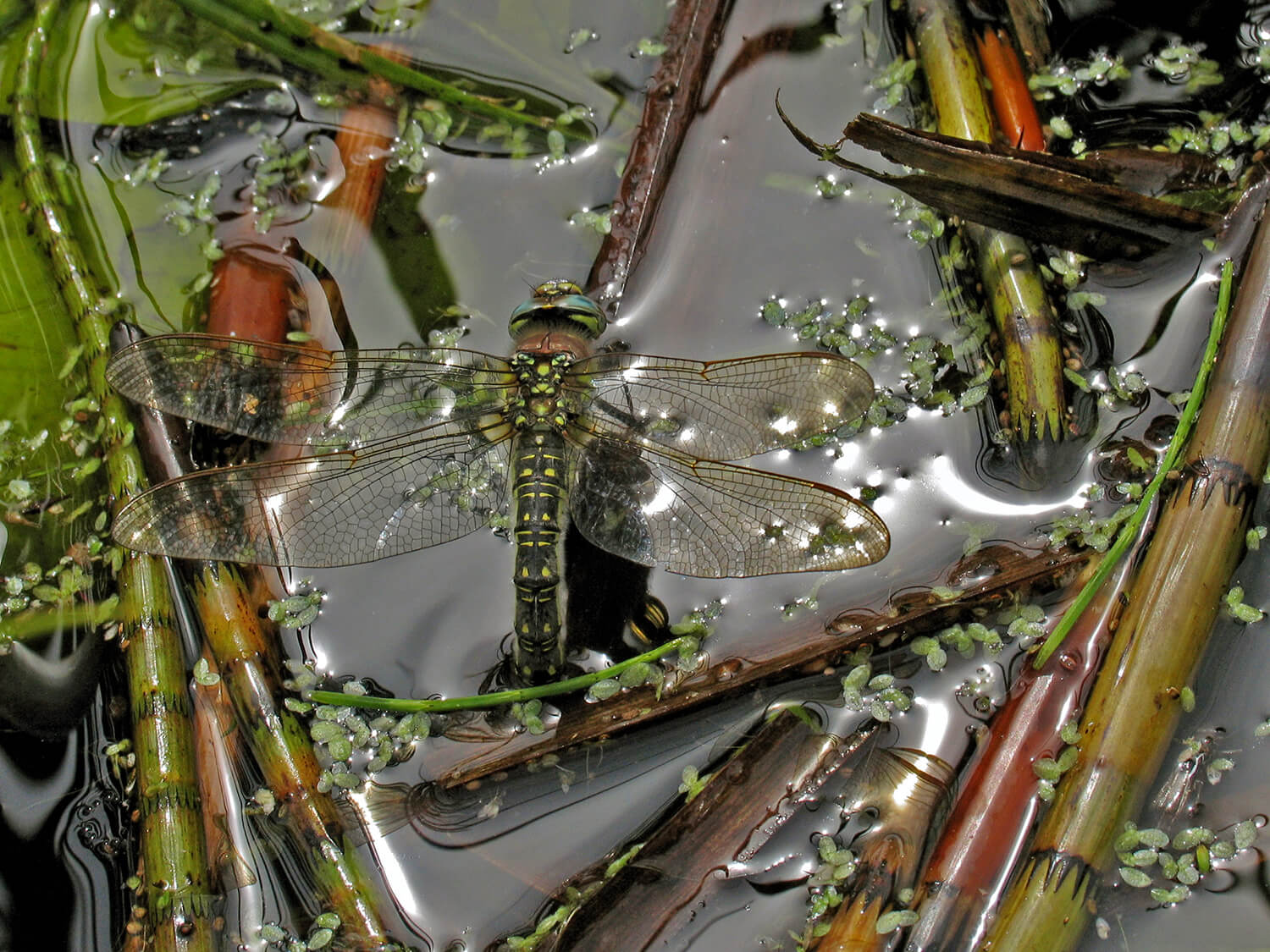 Female Brachytron pratense by David Kitching